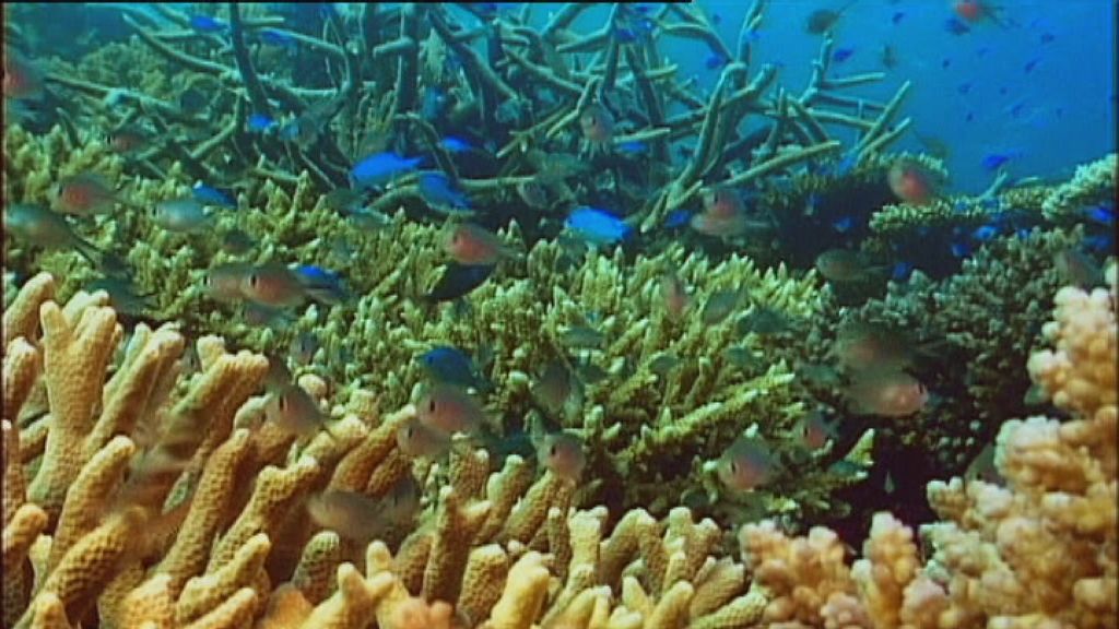 Australia risks loss of native species, damage to Great Barrier Reef ...