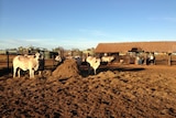 Brahman cattle in the yards