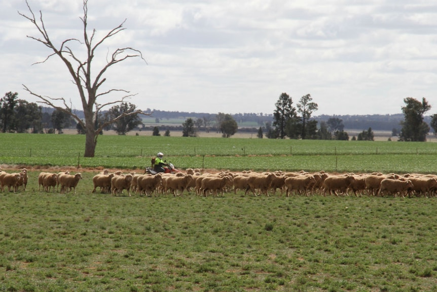 A man on a motorbike mustering sheep in a green paddock, with a dead tree in the background.