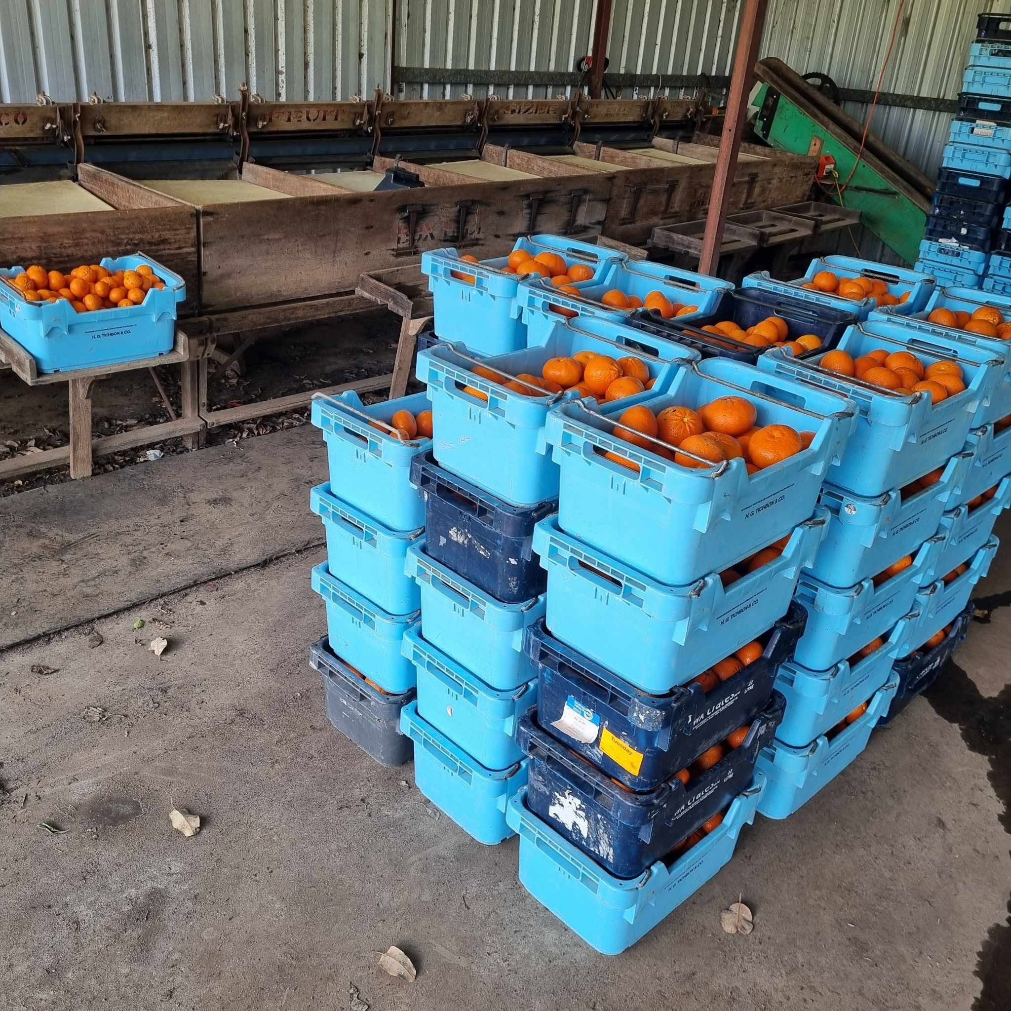 Fruit packed in boxes 