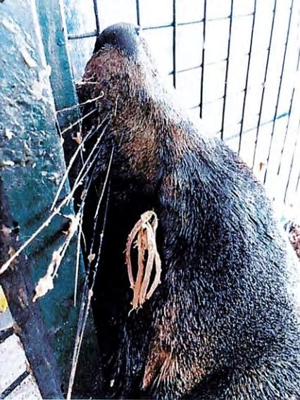 Fur seal with tail of a beanbag-type projectile in its eye.