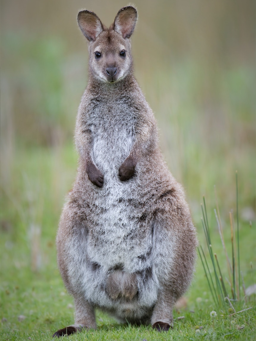 A healthy looking wallaby standing on green grass, looking straight to camera.