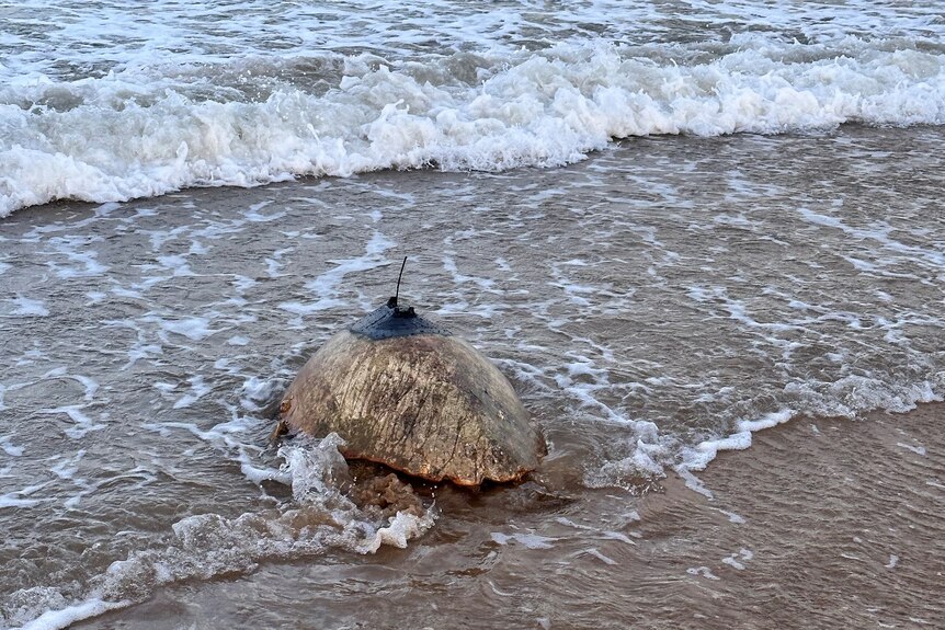 A turtle with a black satellite navigation device fitted to its back, heading into the ocean from the beach 