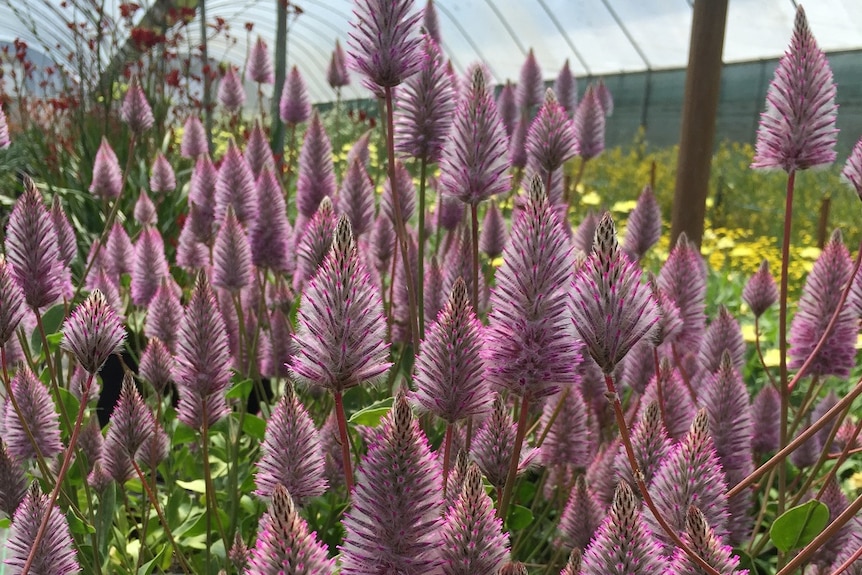 Purple native flowers in a greenhouse