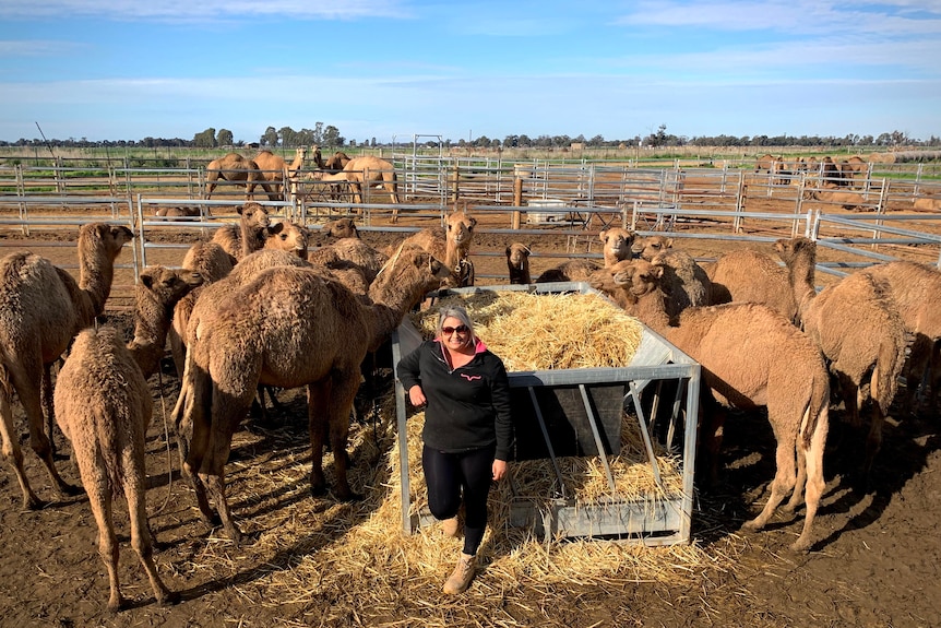 A woman is standing amongst a dozen camels on a farm