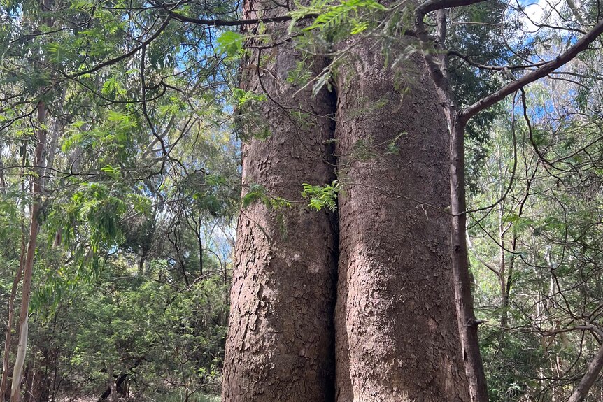 A large tree with clear marking down the centre in green bushland 