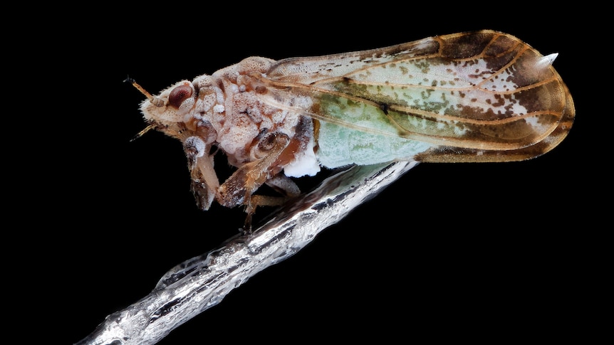 Photo of citrus psyllid 