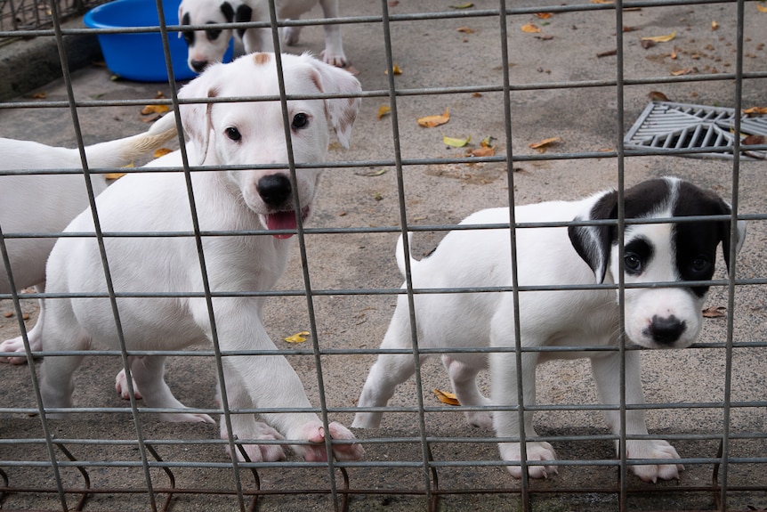 Two white puppies  in a cage.