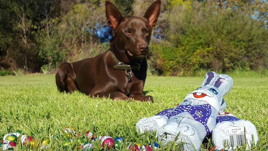 Archie the dog eyes off Easter eggs