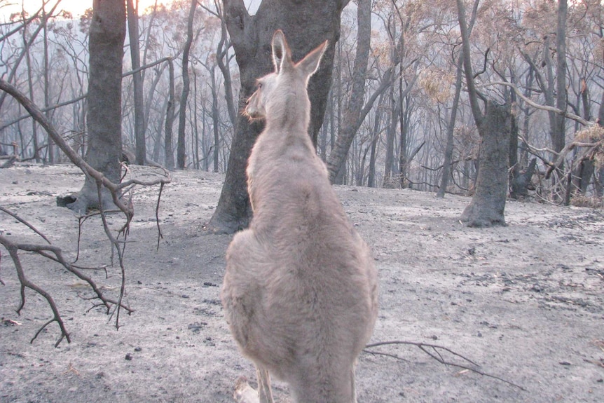 A kangaroo looks out over burnt bushland as the sun sits low on the horizon.