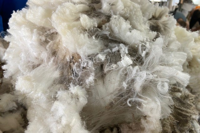 Close up image of wool, just shorn from sheep.