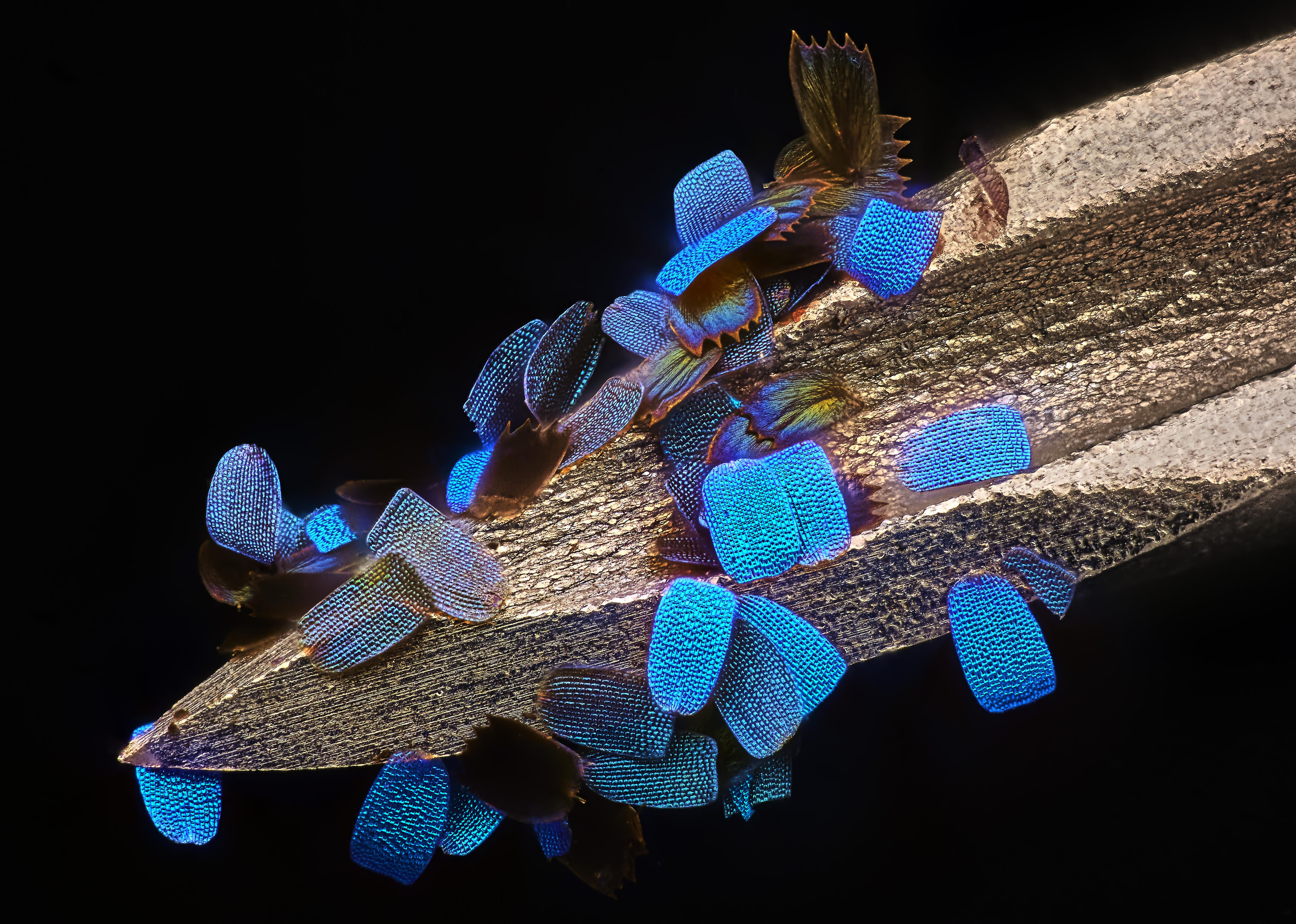 Blue wing scales of a butterfly on a medical syringe needle