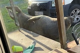 A seal lies in front of a white car in a front yard and stretches.