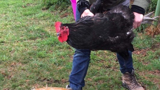 A black rooster is carried to a chopping block before being culled.