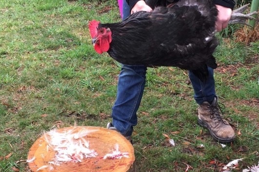 A black rooster is carried to a chopping block before being culled.