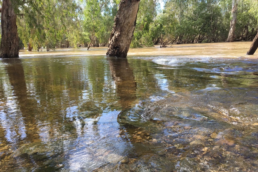 A flowing waterway with trees emerging from the water.