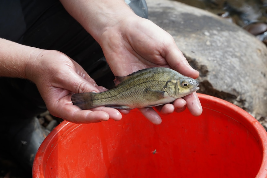 A hand holding a small fish over a bucket.
