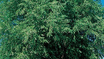 Trees and Shrubs - Gardening Australia
