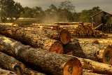 timber worries