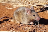 Close up image of a single mouse eating grain in Australia. CSIRO supplied photo.