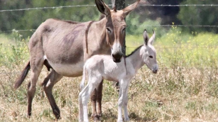 Two donkeys, one an adult and one a foal, standing in a field in front of a wire fence.