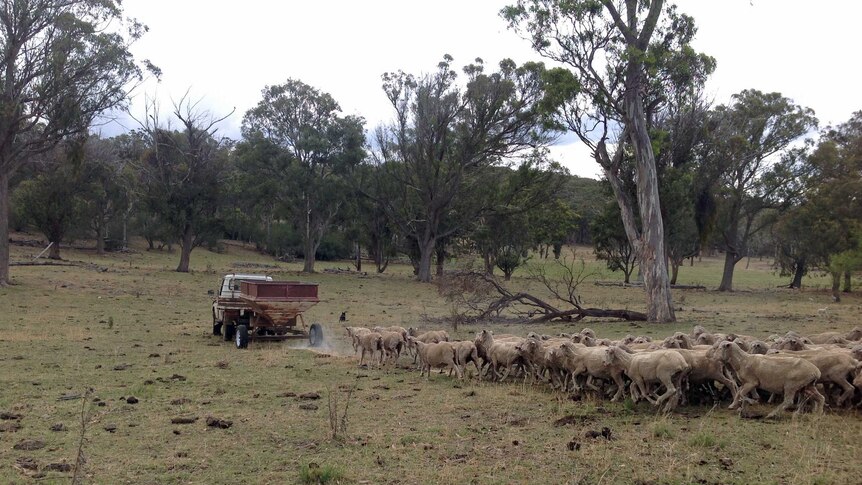 NSW Drought November