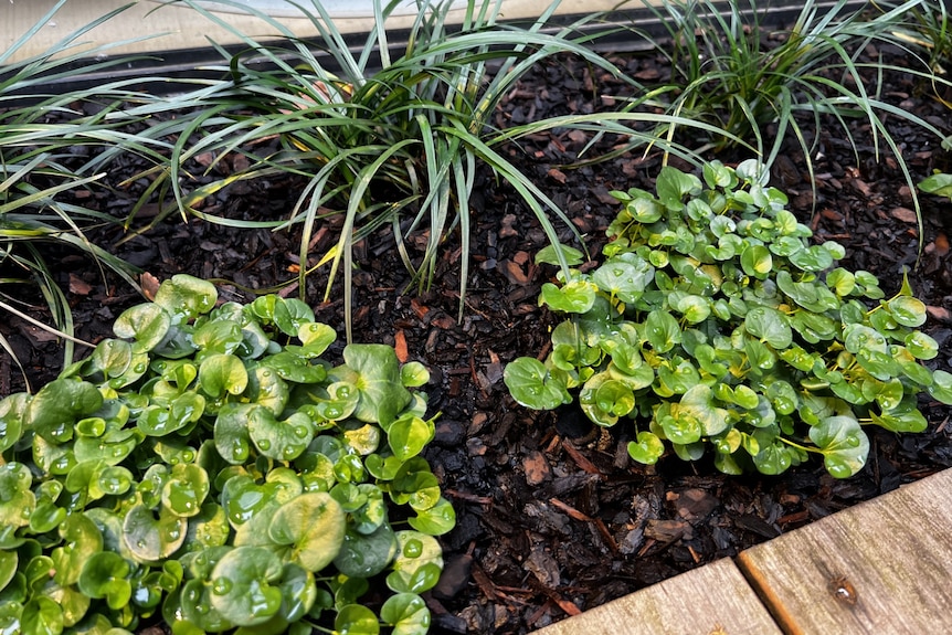 Clusters of small, green, kidney-shaped leaves in a tan bark garden bed