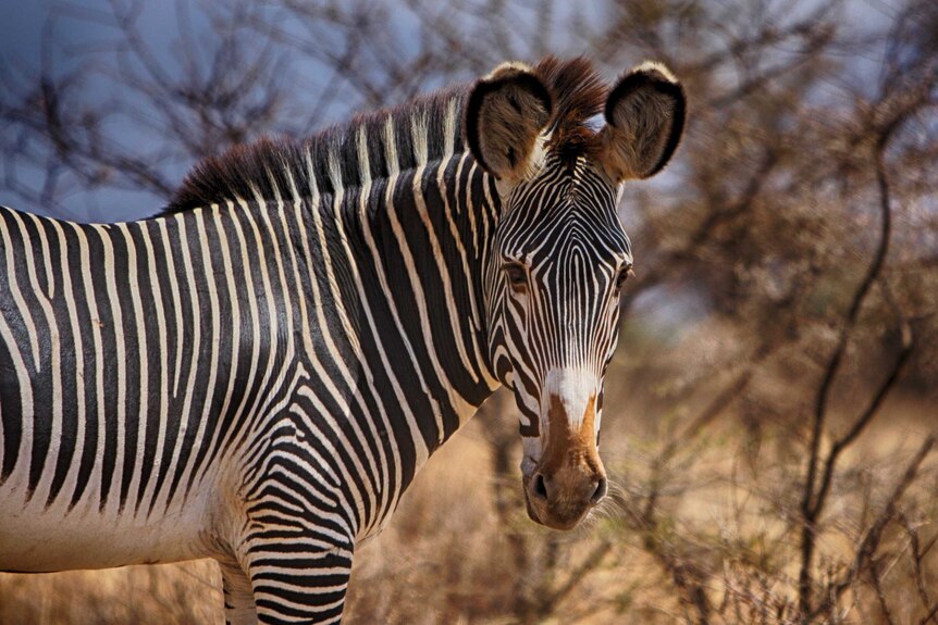 Kenya zebra