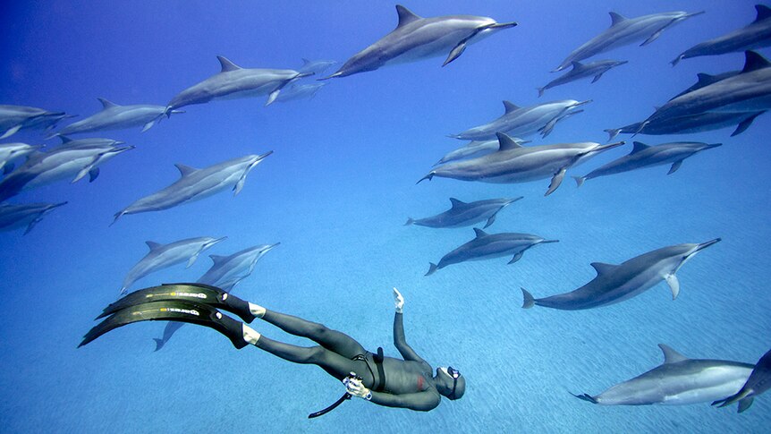 Christina Saenz de Santamaria checks out a pod of dolphins