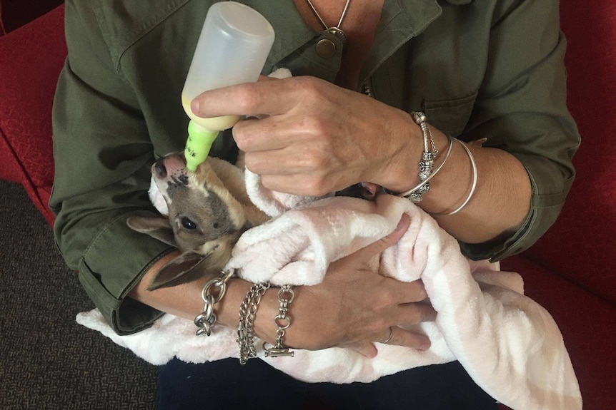 A joey being bottle-fed