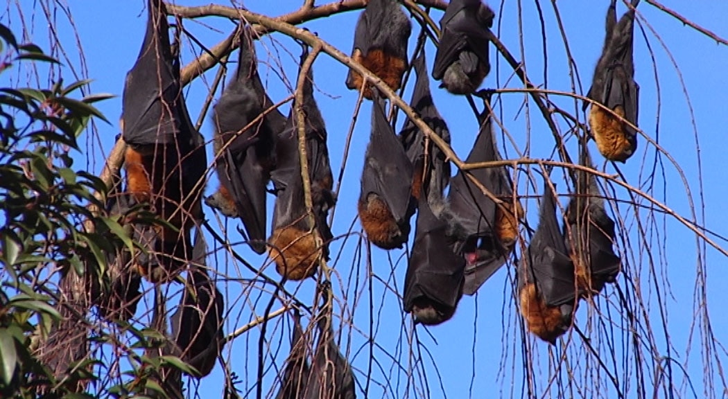Bat bites and scratches in heatstressed Hunter, New England reach