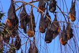Flying foxes hanging upside down in a tree sleeping