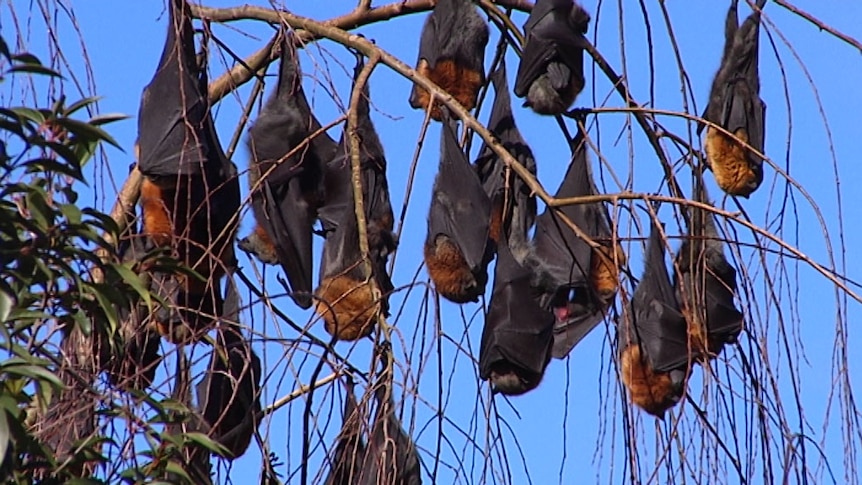 Flying foxes hanging upside down in a tree sleeping