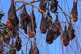 Flying foxes hanging upside down in a tree sleeping