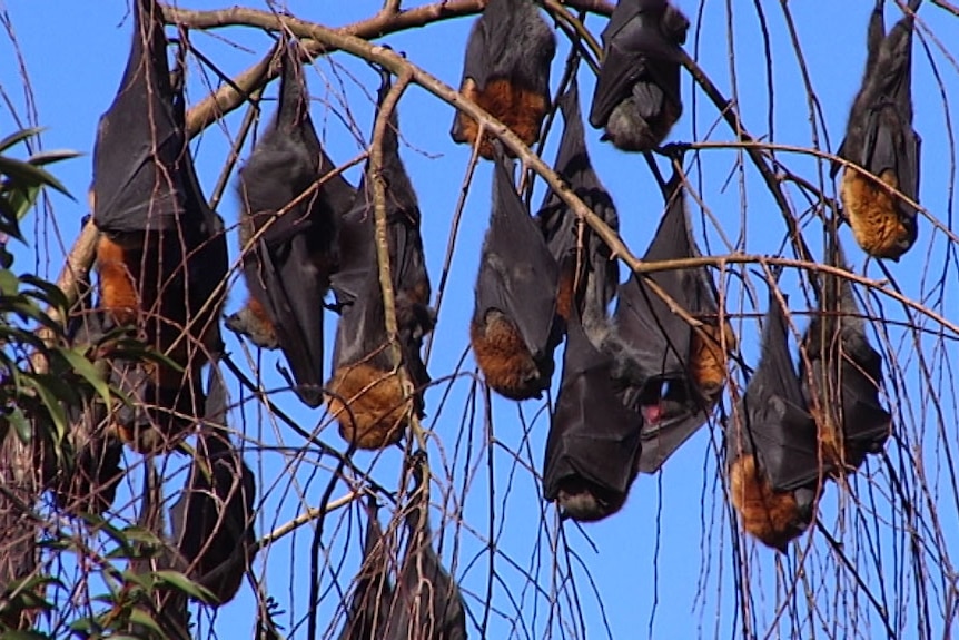 Health officials say bats can become agitated and aggressive in hot weather.