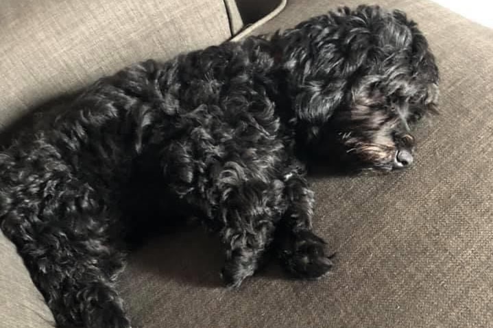 Dog lying on couch