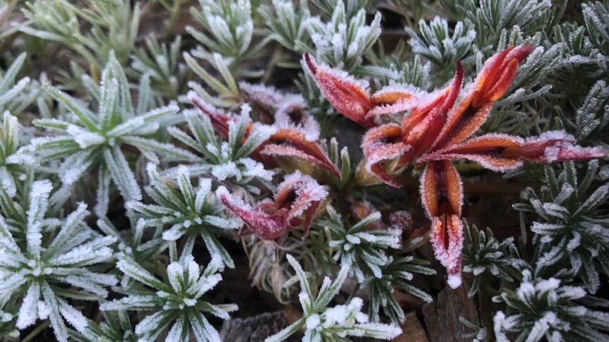 flowers covered in frost in Hobart, June 2019
