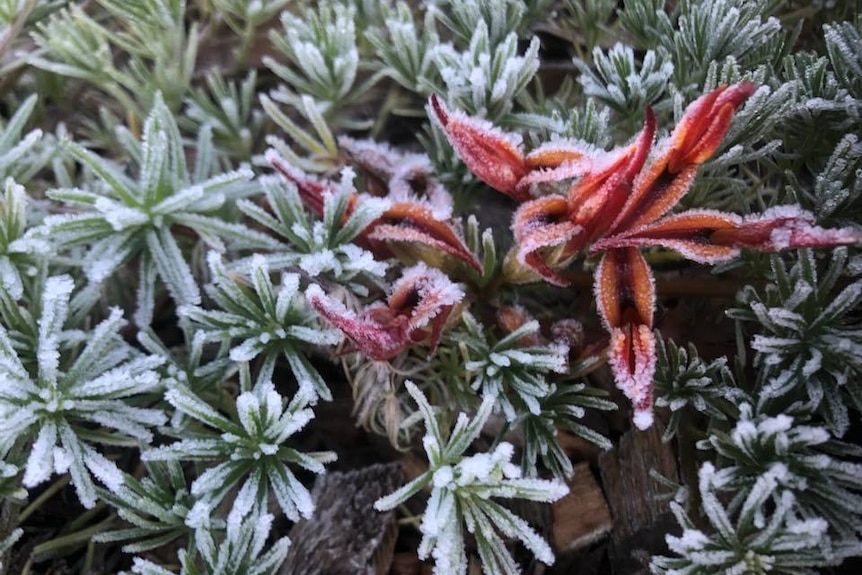 flowers covered in frost in Hobart, June 2019