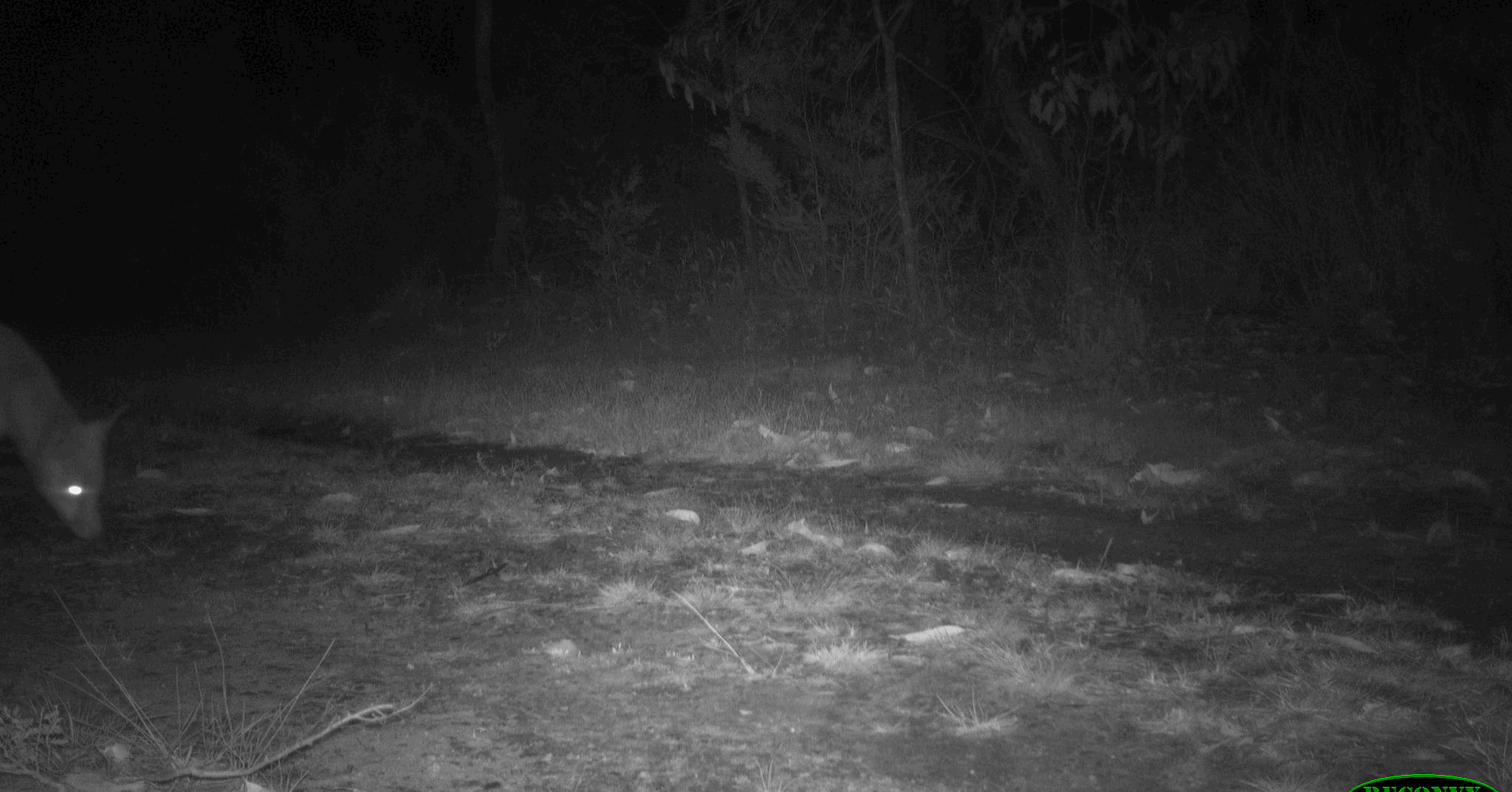 Can modern technology outsmart the elusive fox?