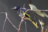 A small bird with mottled dark feathers featuring bright highlights perches on a branch. It has tracking bracelets on its legs.