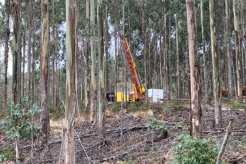 A drill rig in a eucalyptus forest