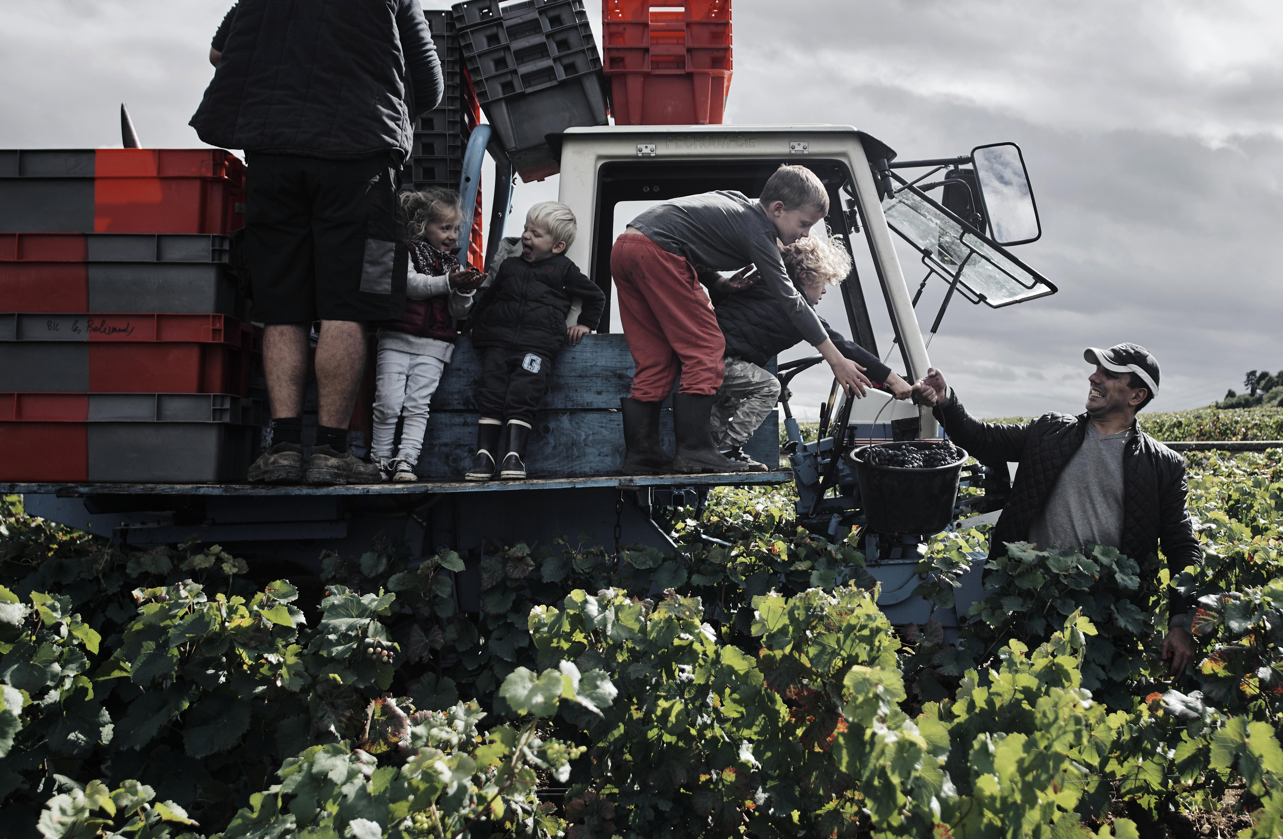 Children stand on a truck bed to pass a bucket down to a man on the ground. He stands among rows of leafy plants.