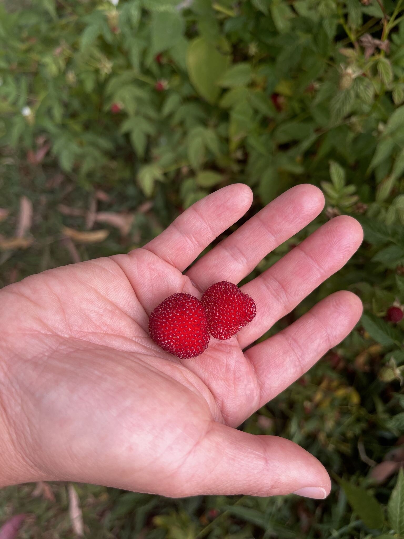 Thornless native raspberry discovery a gamechanger for native food