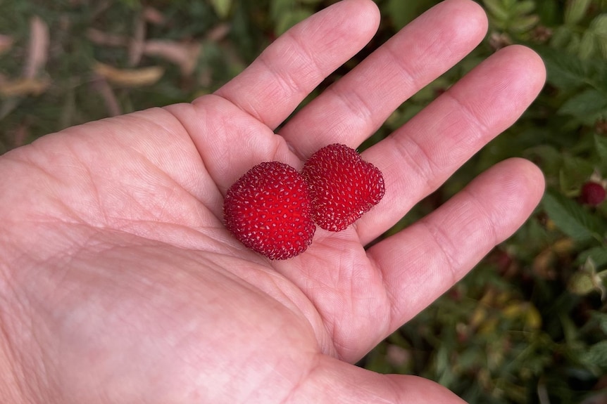 Two native raspberries in hand.