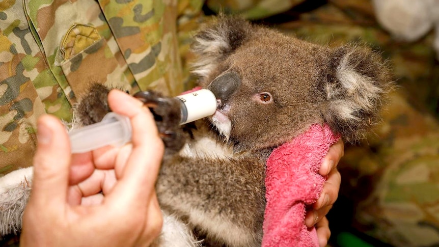 A small koala is fed from a syringe by a person wearing army clothes.