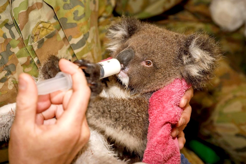 A small koala is fed from a syringe by a person wearing army clothes.