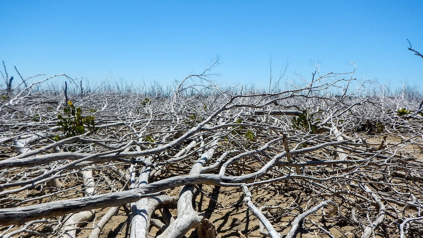 Broken and dead mangrove branches stretch forward over sand.