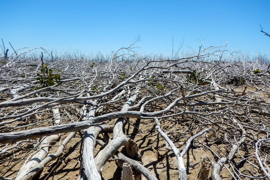 Broken and dead mangrove branches stretch forward over sand.