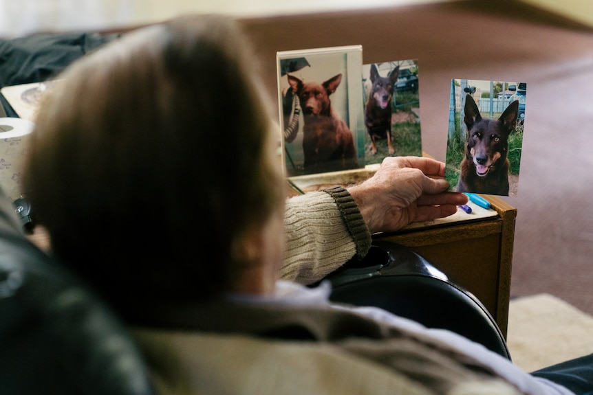 A tight over-the-shoulder shot of a man looking at photos of his pet kelpies.