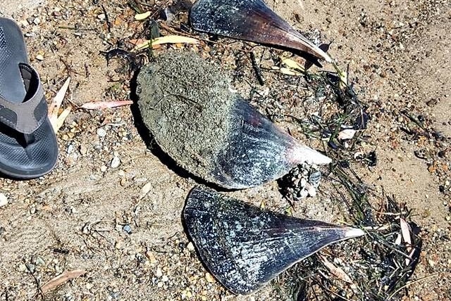 Three large, fan-shaped, black razor clams with white points lie on a shelly beach next to a thong.